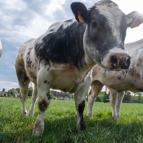 Grupo de vacas con manchas pastando en un campo de hierba visto desde cerca y a nivel del suelo.