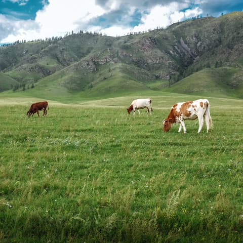Varias vacas pastando en un campo de hierba verde con colinas al fondo bajo un cielo nublado.