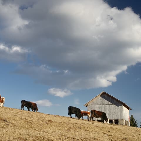 Varias vacas pastando en un campo de hierba verde con colinas al fondo bajo un cielo nublado.