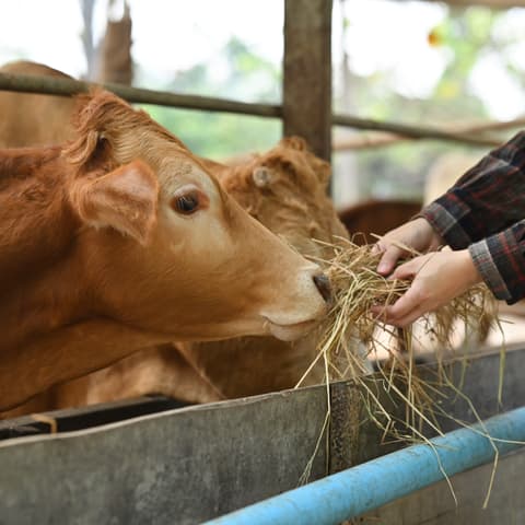 Primer plano de manos ofreciendo heno a una vaca marrón que come de un comedero.